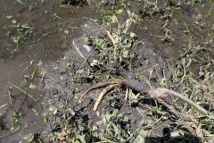 014_Viengtham_Lulut_17062025